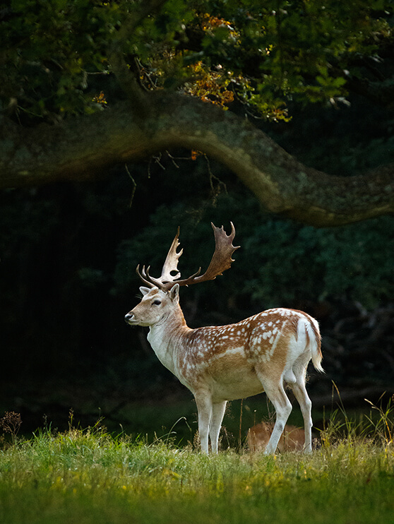 Hirsch im Wald in Ferleiten